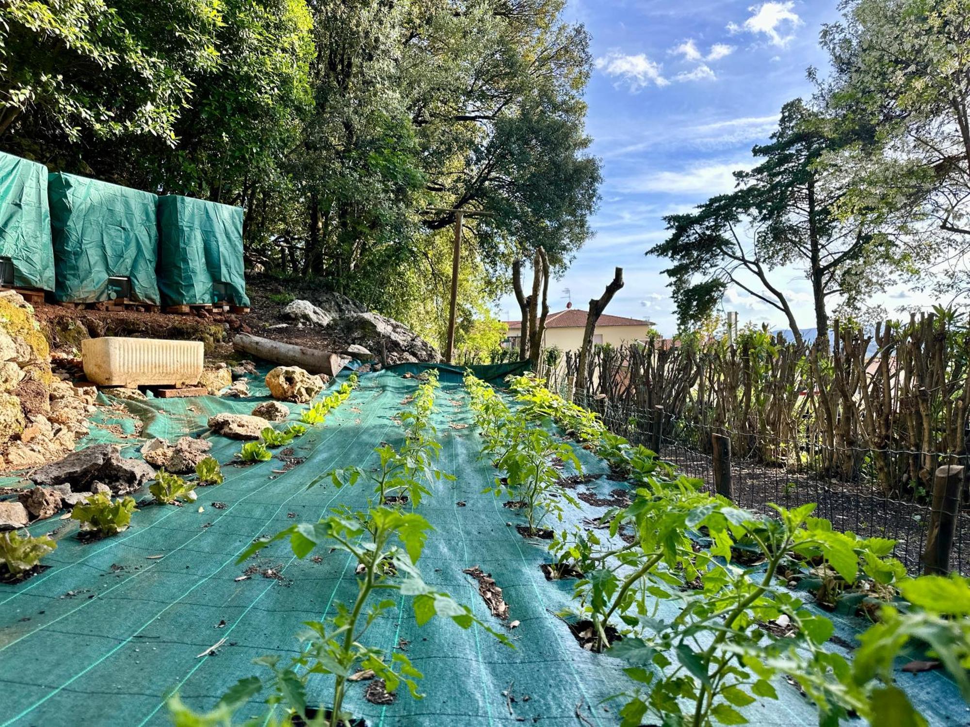 מאסה מריטימה Villa Degli Ulivi מראה חיצוני תמונה